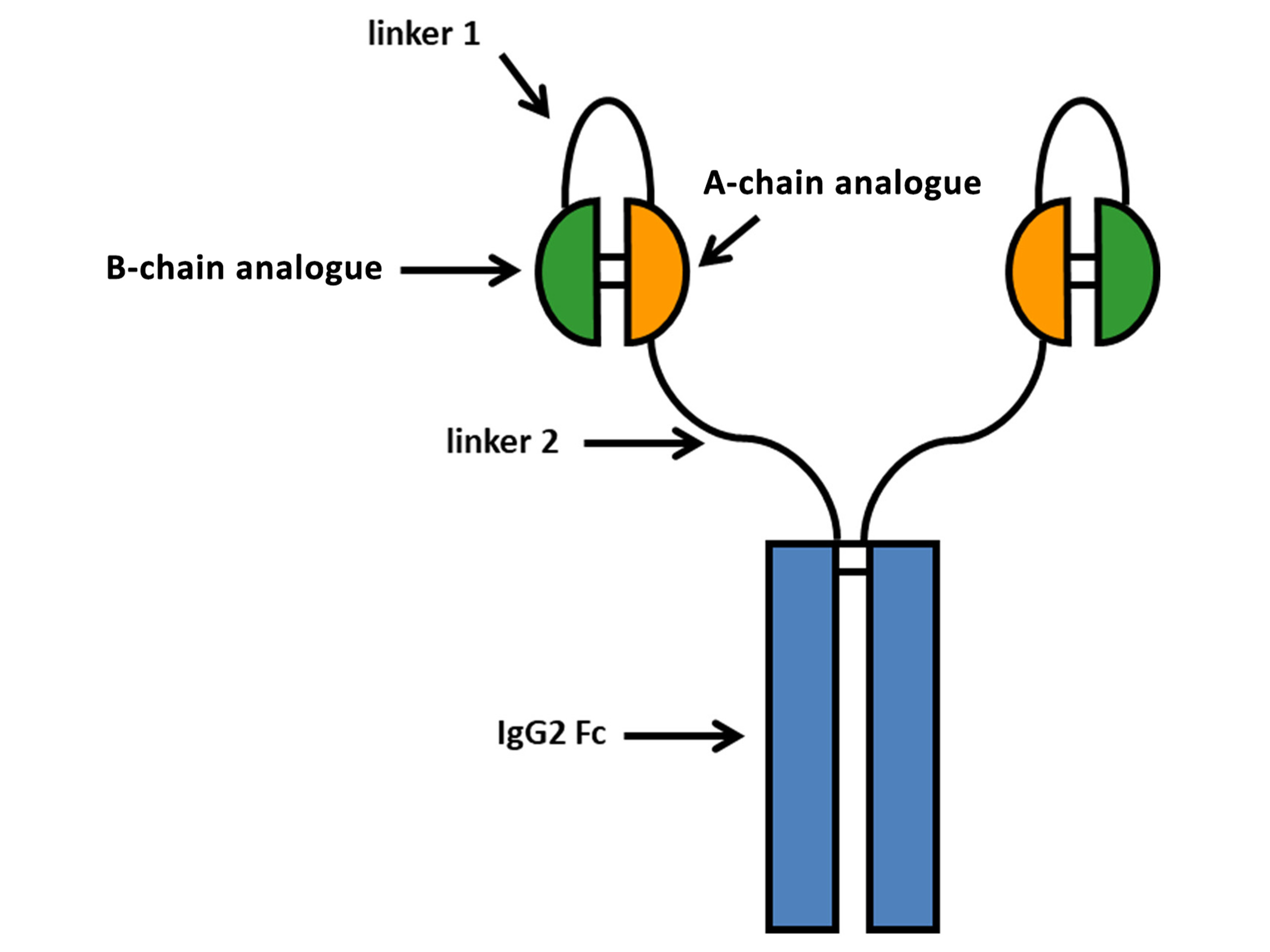 Moyers, J. S., Hansen, R. J., Day, J. W., Dickinson, C. D., Zhang, C., Ruan, X., Ding, L., Brown, R. M., Baker, H. E., & Beals, J. M. (2022). Preclinical Characterization of LY3209590, a Novel Weekly